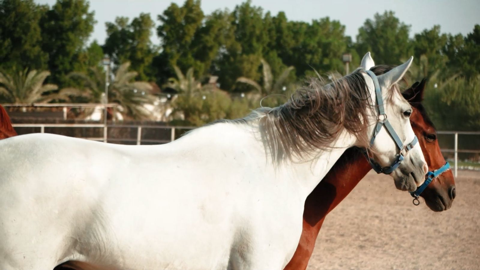 Equestrianism & Horse Riding